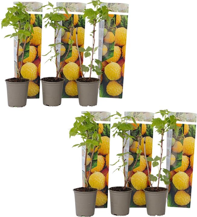 Immagine prodotto Plant in a Box Rubus idaeus 'Fallgold' - set di 6 piante di lamponi (25 cm)