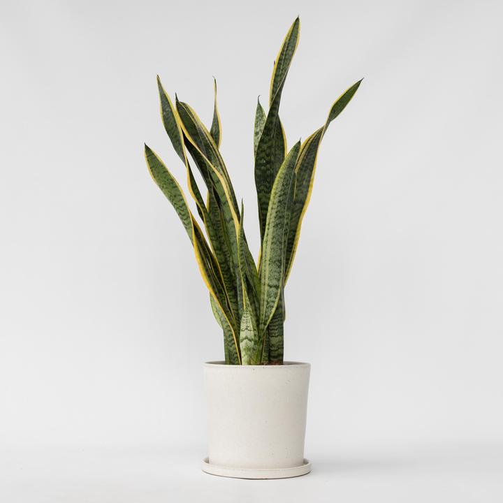Produktbild Plant in a Box Sansevieria trifasciata Laurentii - Bogenhanf (65 cm)