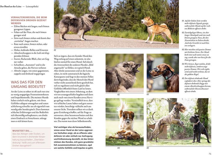 Actual product image Kosmos Hunde lesen lernen (German, Maren Grote, 2022)