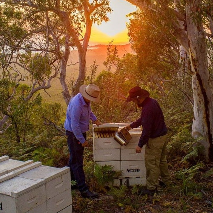 Actual product image Capilano Australian manuka honey MGO 300 + 250g (250 g)