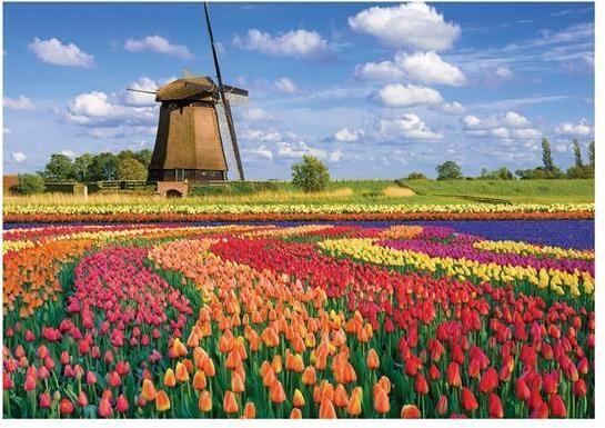 Produktbild Calypto Tulpen 1000 Teile Puzzle (1000 Teile)