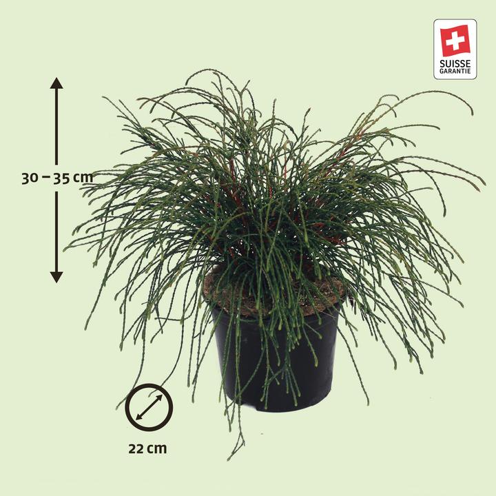 Produktbild Zulauf Faden-Lebensbaum / Thuja pl. 'Whipcord' (35 cm)