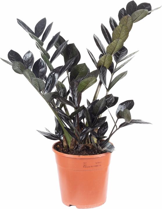 Immagine prodotto Flowerbox Lucky Feather "Raven" - Zamioculcas zamiifolia nera (35 cm)