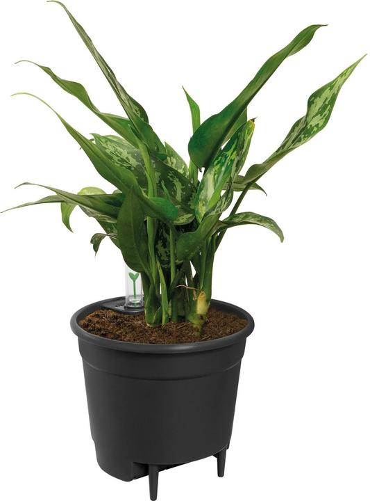 Immagine prodotto Elho Sistem di auto-irrigazione