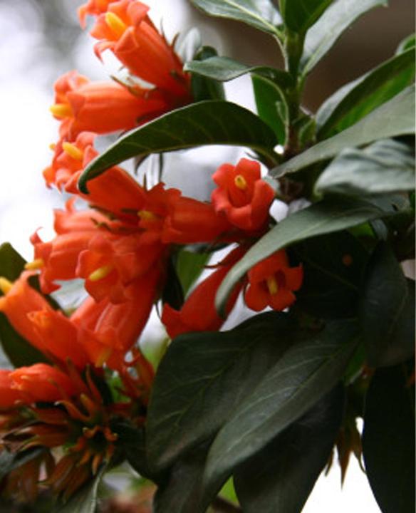 Actual product image Tropica African Pomegranate (Burchellia Bubalina) (Plant seeds)