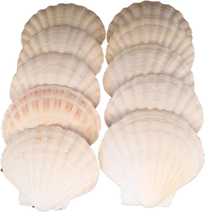 SSB Jakobsmuschel-Schalen