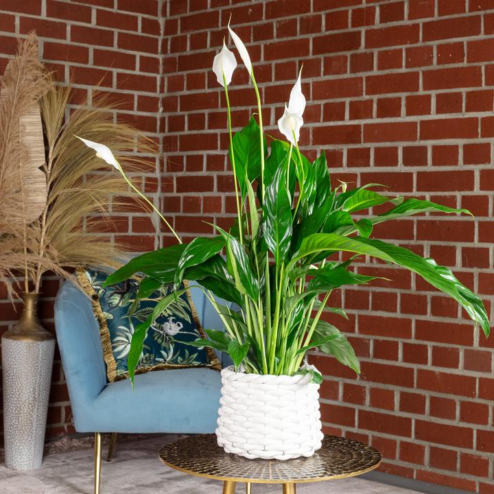 Actual product image Flowerbox Einblatt - Spathiphyllum