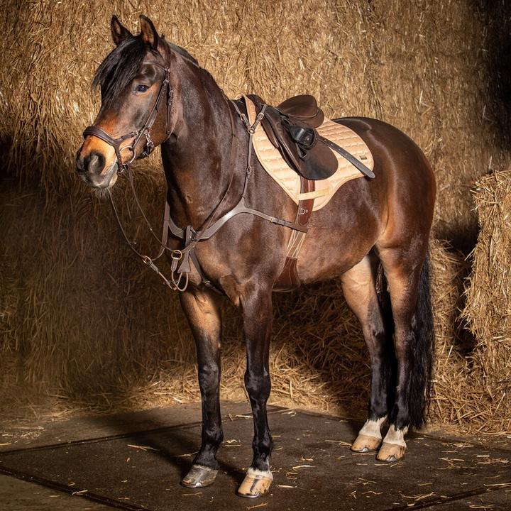 Actual product image Harry's Horse Deluxe