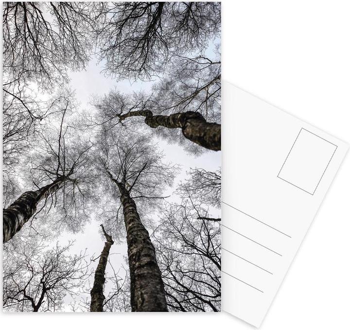 Produktbild Juniqe Forest 1 - Bäume (15 Stk.)