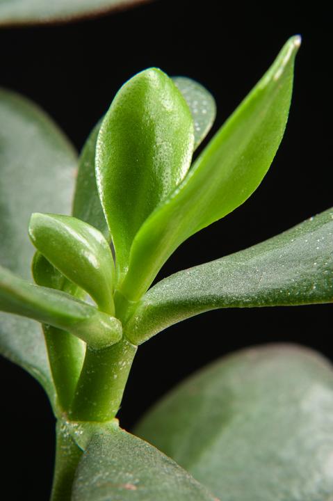 Immagine prodotto Plant in a Box Crassula ovata Minor - Pianta di giada (30 cm)