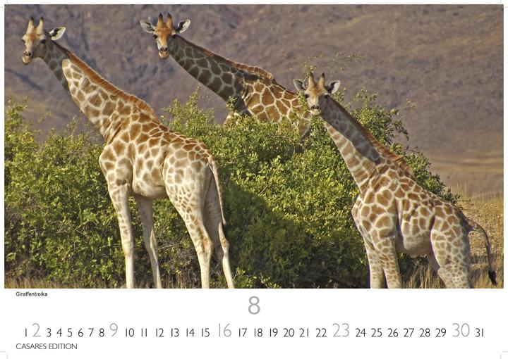 Produktbild Namibia 2026 L 35x50cm