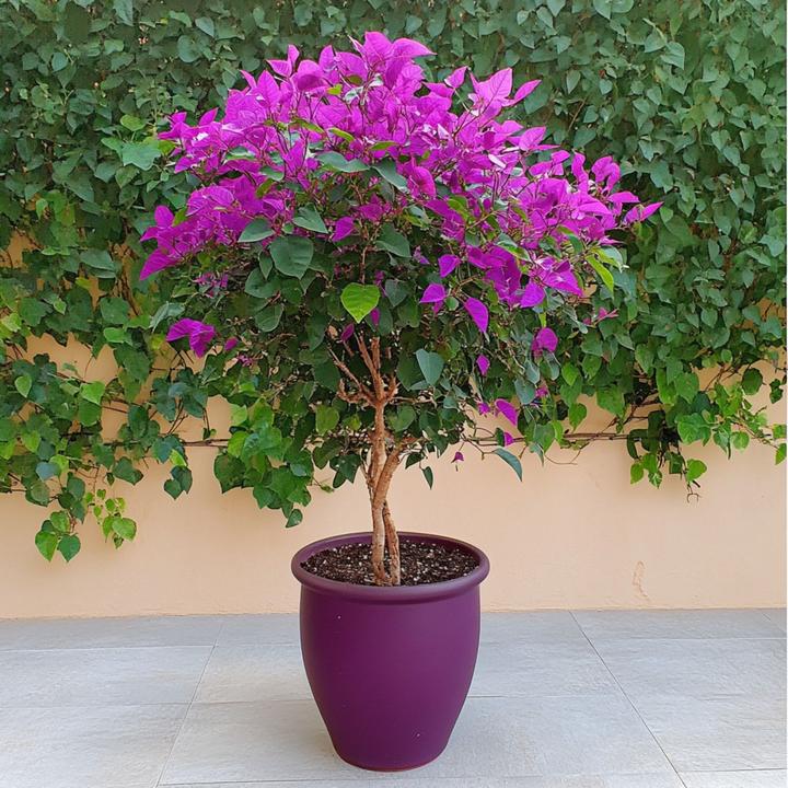 Image du produit Plant in a Box Bougainvillée 'Alexandra' - (50 cm)