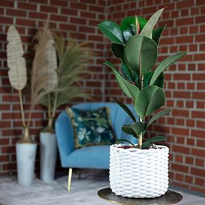 Produktbild Flowerbox Gummibaum - Ficus elastica "Robusta" (90 cm)
