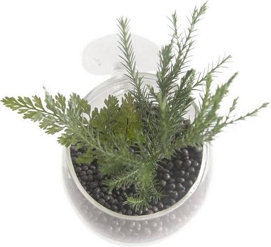 Produktbild EBI Aqua Della Plant Cup Glass (Dekoration, sonstige Gegenstände)
