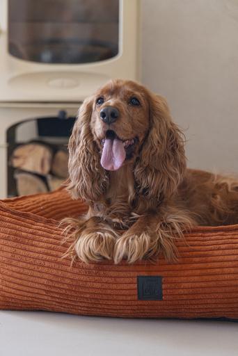 Actual product image Designed by Lotte Ribbed (Dog)