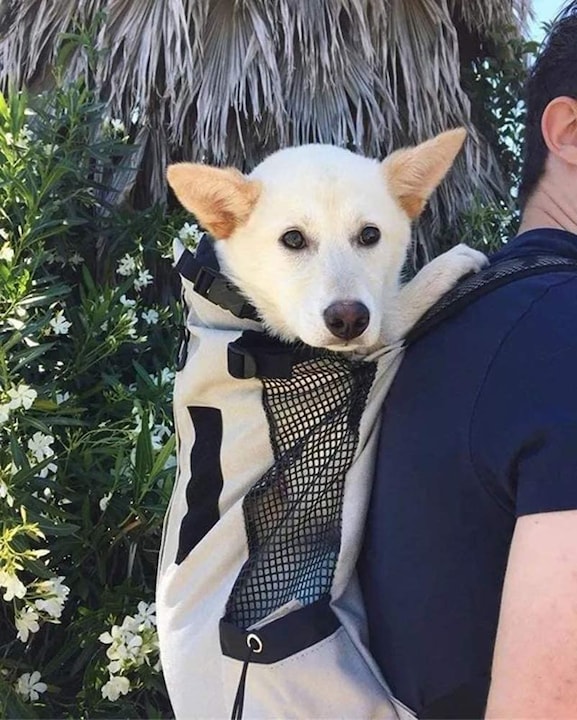 Produktbild Flkennel Hunderucksack (Hund, Faltbar)