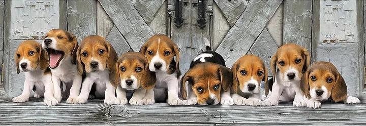 Immagine prodotto Clementoni Puzzle 1000 Panorama Beagles (1000 pezzi)