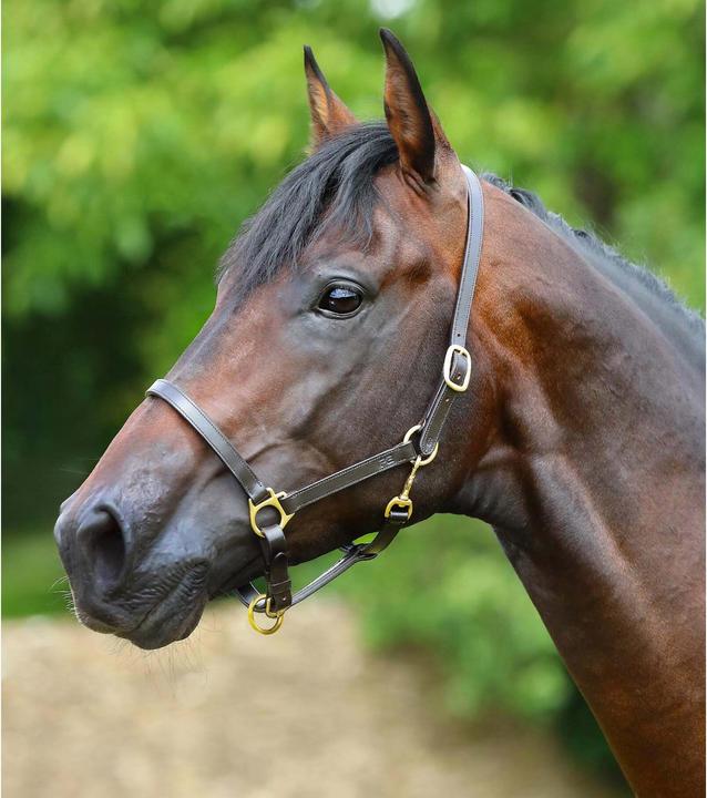 Image du produit Premier Equine Licol pour cheval en cuir