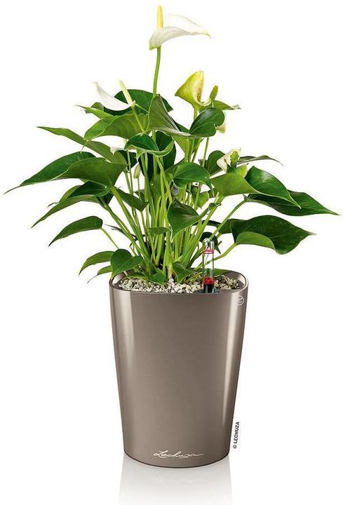 Immagine prodotto Lechuza Deltini