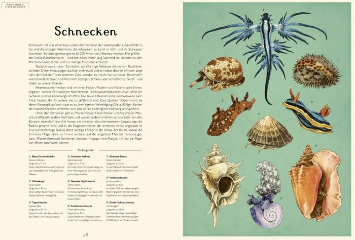 Produktbild Das Museum des Meeres (Deutsch, Loveday Trinick, Teagan White, 2021)