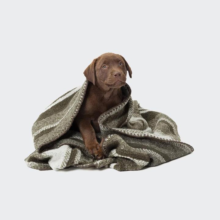 Image du produit Cloud 7 Hundedecke Evergreen (Chien)