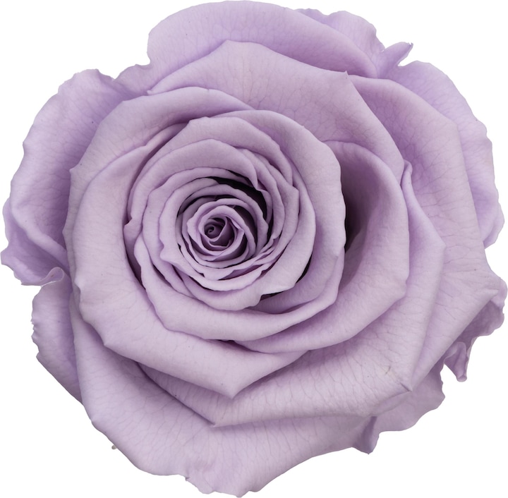 Immagine prodotto Migros Ostschweiz Rosa a stelo premium (rosa stabilizzata) (Fiori dell'Infinito)