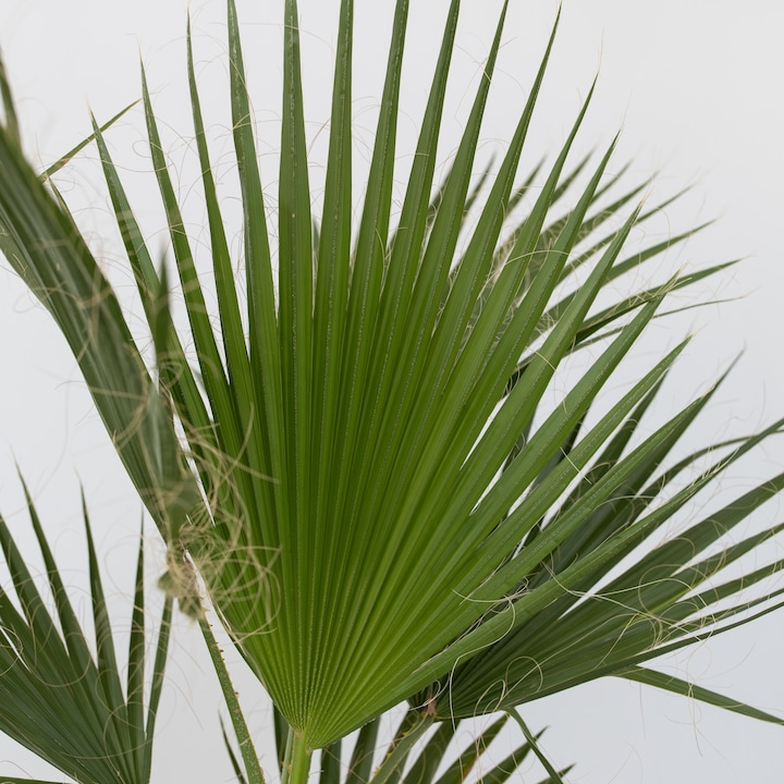 Immagine prodotto Plant in a Box Washingtonia Robusta - 2er Set Mexikanische Fächerpalme (70 cm)