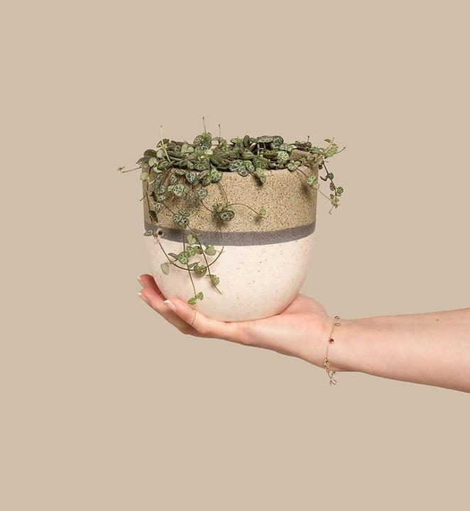 Produktbild feey Leuchterpflanze (15 cm, Tierfreundlich, Frisch umgetopft)