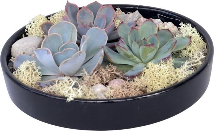 Image du produit Plant in a Box Echeveria lilacina - Garden Mix Noir (8 cm)