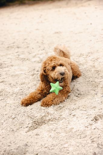 Immagine prodotto Beeztees Stella marina