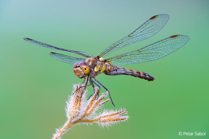 Image du produit Sony FE 100mm F2.8 Macro GM (Sony E, Plein format)