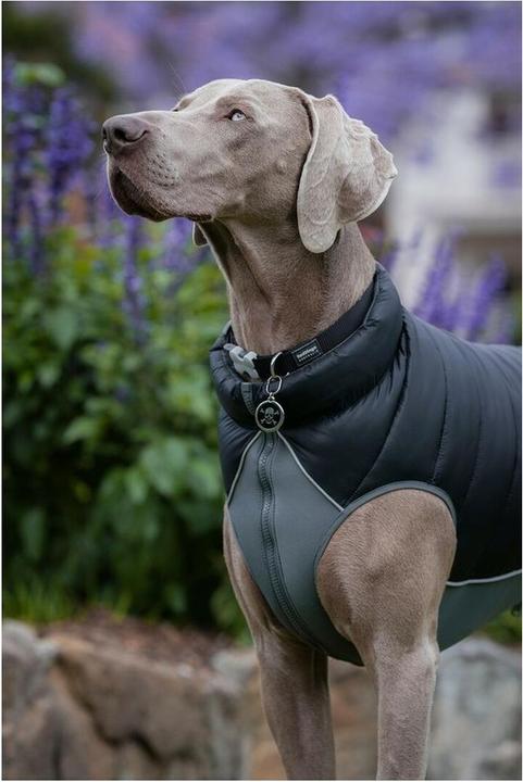 Image du produit Red Dingo Puffer jacket Black/Grey 60cm (60, Manteau pour chien)
