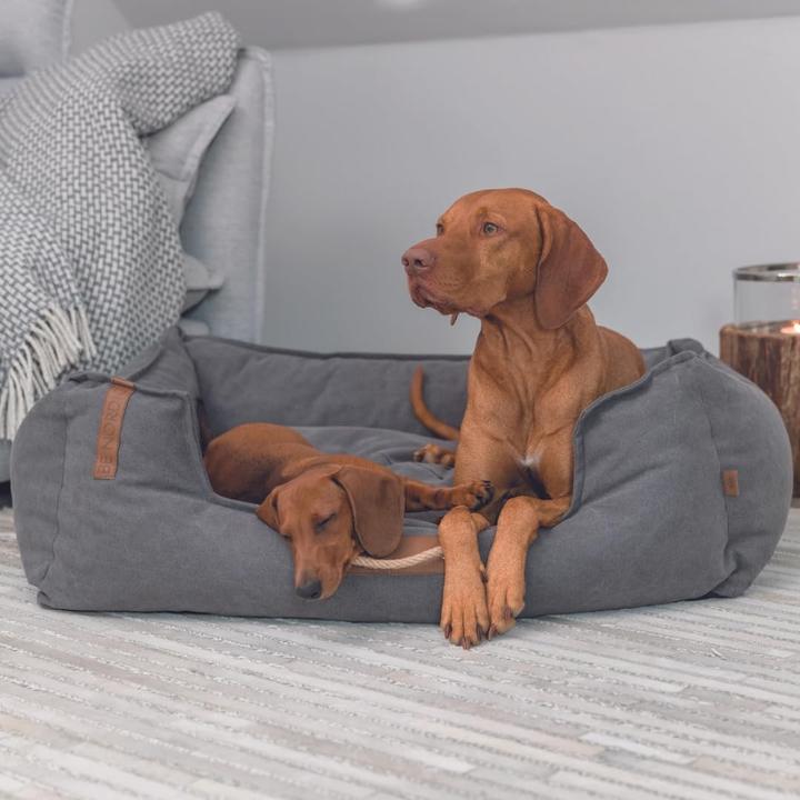 Productafbeelding Trixie Be Nordic Föhr (Hond)