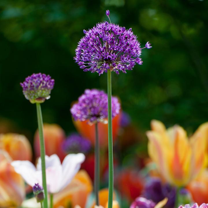 Produktbild Plant in a Box Allium Purple Sensation - 30er-Set (10 cm)