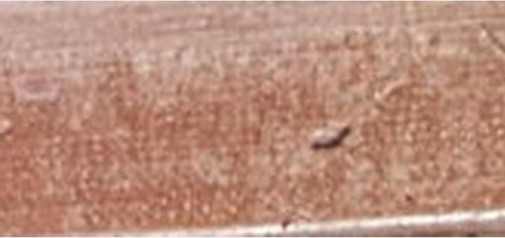 Immagine prodotto Pola Cosmetics Matita per sopracciglia con pennello Precise Style r 5 ml - Tonalità: P1 (P1)