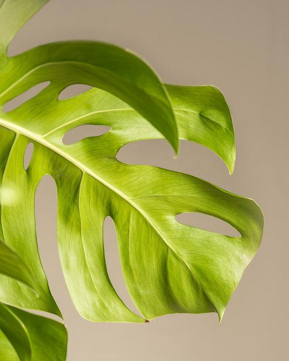 Image du produit feey Monstera XL (120 cm, Fraîchement rempotés)