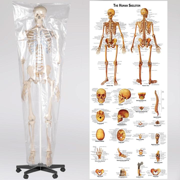 Immagine prodotto tectake Anatomia scheletrica