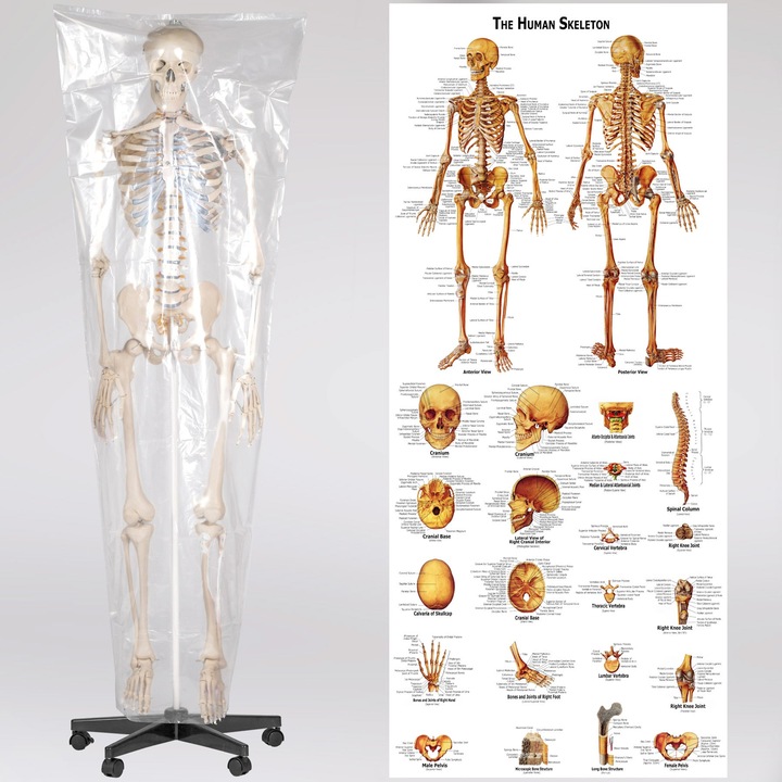 Immagine prodotto tectake Anatomia scheletrica