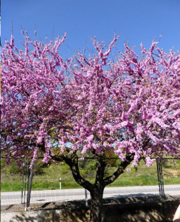 Produktbild Tropica Liebesbaum - Judasbaum (Cercis siliquastrum) (Pflanzensamen)