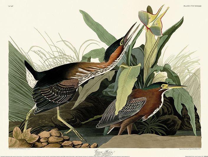 Image du produit Universal Textiles Poster Green Heron (30 x 40 cm)