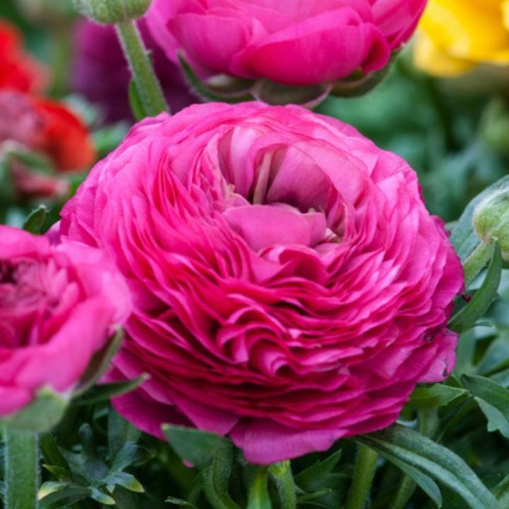 Immagine prodotto Plant in a Box Ranunculus - (10 cm)