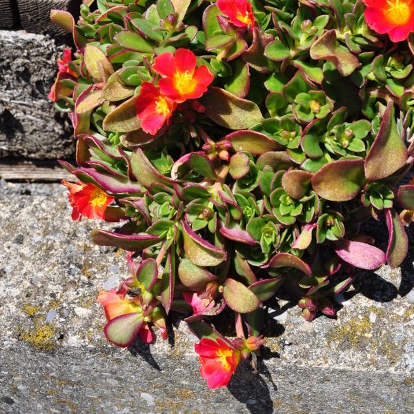 Actual product image Säntispracht Set of 3, The annual purslane - Portulaca oleracea Fuchsia (20 cm)