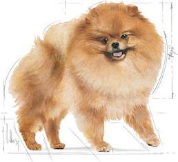 Produktbild Royal Canin Breed Pomeranian Adult 12x85 g (Adult, 12 Stk., 85 g)