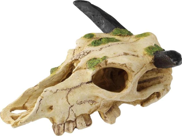EBI Terra Della Carabao Schedel S