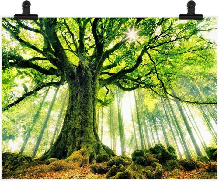 Actual product image Trenddeko Kiciak - Fairytale forest (120 x 100 cm)