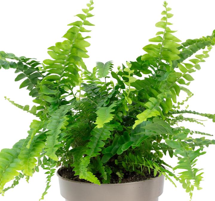 Image du produit Flowerbox Schwertfarn "Green Lady" - Nephrolepis (35 cm)