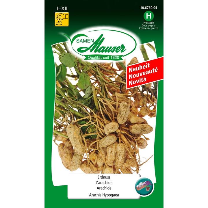 Produktbild Samen Mauser Samen Erdnuss (Keimlinge)