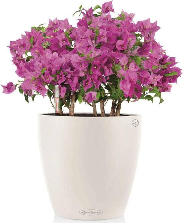 Actual product image Lechuza Classico Color