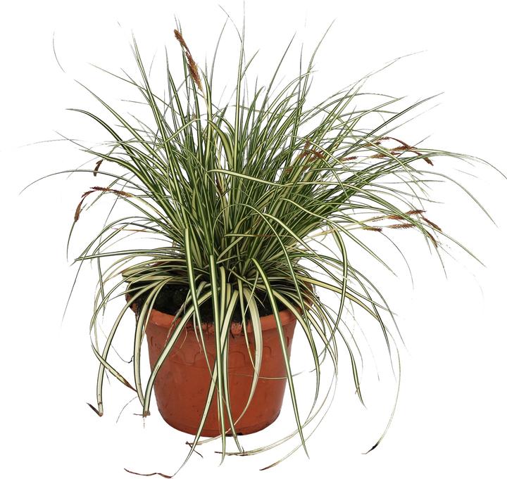 Image du produit Zulauf Carex oshimensis 'Evergold' / Japan-Segge 'Evergold' (20 cm)