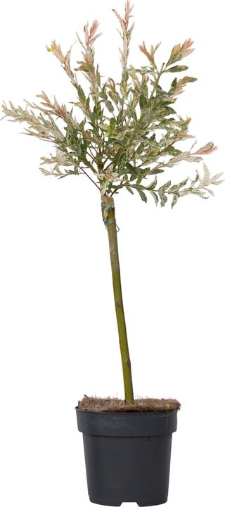 Actual product image Plant in a Box Salix integra 'Flamingo' - Zierweide (60 cm)